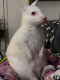 Donations for Mokey