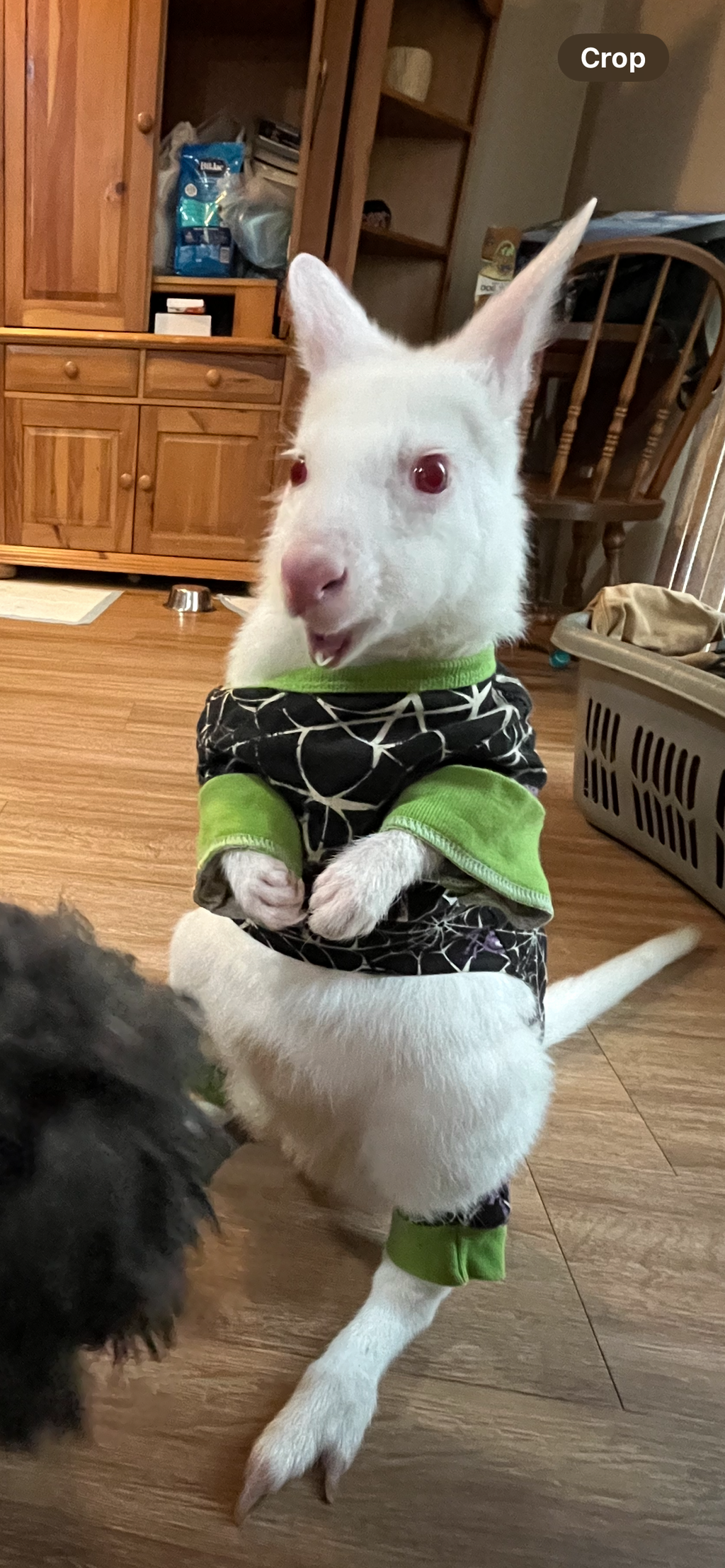 Donations for Mokey